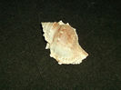 DSCF0810