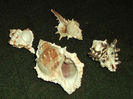 DSCF0817