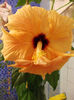 17 martie 2013-flori 064