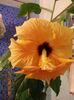 17 martie 2013-flori 071