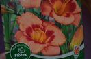 hemerocallis STRAWBERRY CANDY