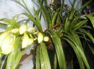 februarie 177- cymbidium