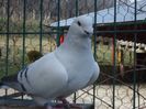 DSC02619