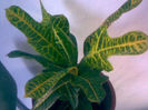 croton