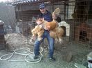 Mihaita Rusu Ghidigeni conchinchina galben