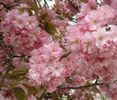 Prunus Serulata- Cires japonez
