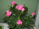 mini rosa rozosin