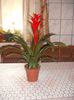 Guzmania