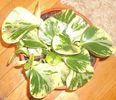 Peperomia