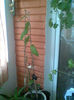 Passiflora Alata,multumesc D-lui Popescu
