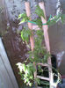 Passiflora Bayron, multumesc D-lui Popesc