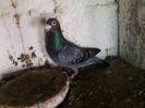 olandezul 002