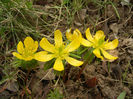 Eranthis hyemalis (2013, March 18)