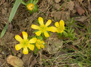 Eranthis hyemalis (2013, March 18)