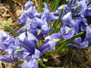 Iris reticulata Blue (2013, March 16)