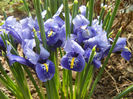 Iris reticulata Blue (2013, March 16)