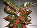 aglaonema