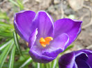 Crocus Negro Boy (2013, March 18)