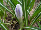 Crocus King of the Striped (2013, Mar.18)