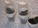 DSCN7273_2751