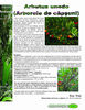 Arbutus unedo - Arborele de fragute
