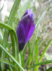 Crocus Negro Boy (2013, March 19)
