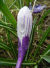Crocus Pickwick (2013, March 19)