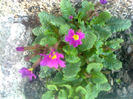 primula