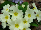 primula