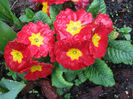 primula