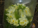 DSCN5729
