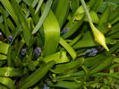 DSCN5745