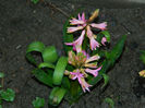 DSCN5746