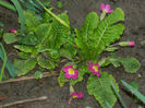DSCN5752