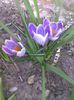 crocus sibersz