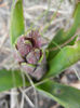 Hyacinth Amethyst (2013, March 19)