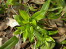 Dianthus_Garofite (2013, March 16)