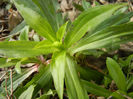Dianthus_Garofite (2013, March 16)