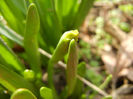 Daffodils_Narcise (2013, March 16)