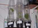 DSCN7436_2914