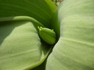 Tulip Bud_Lalea (2013, March 16)