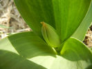 Tulip Bud_Lalea (2013, March 16)