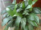 spathiphyllum