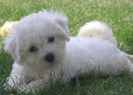 bichon frise