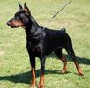 doberman