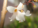 Abeliophyllum distichum, Forsythia alba