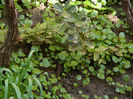 DSCN5797