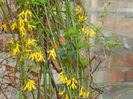 DSCN5806