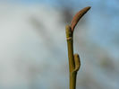 DSCN5813 MAGNOLIE