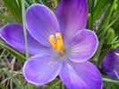Crocus Negro Boy (2013, March 20)